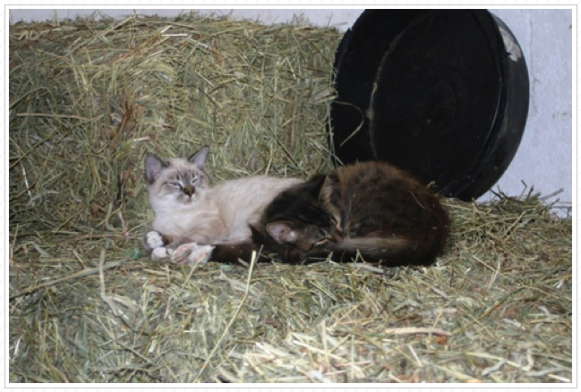 Buttons & Barley in the hay room.